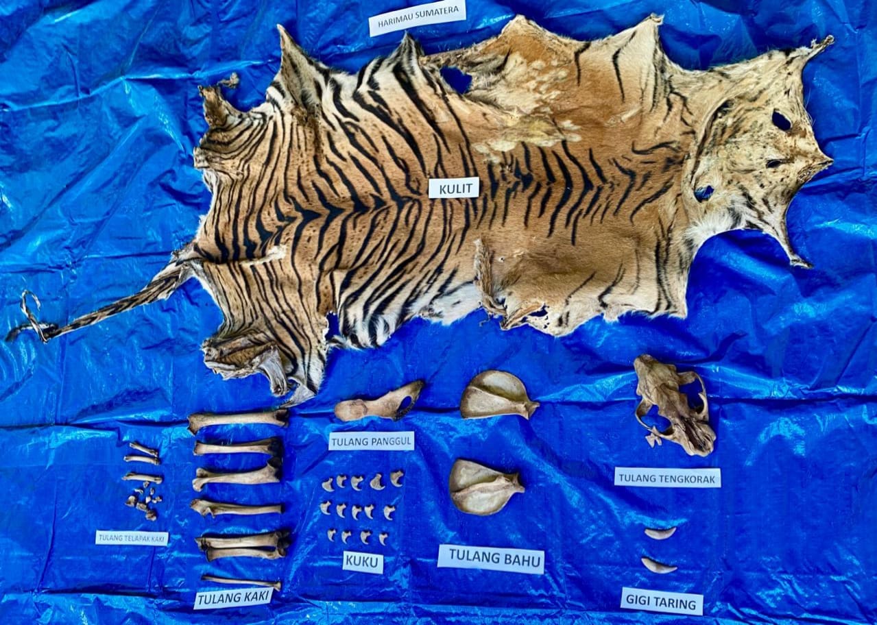 Polisi Tangkap Pelaku Sindikat Penjual Organ Harimau Sumatera