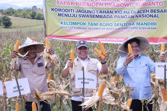 Bupati Aceh Besar Muharram Idris bersama Ketum Tani Merdeka Teuku Don Muzakir Panen Raya Jagung di Gampong Cot Kareung, Kecamatan Indrapuri, Rabu (08/04/2026). FOTO/ PROKOPIM PEMKAB ACEH BESAR