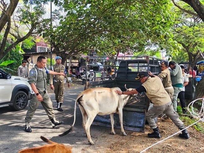 Petugas Satpol PP dan WH Aceh Besar mengamankan ternak sapi yang berkeliaran di ruas Jalan Rel Kereta Api Lama, kawasan Pagar Air, Kecamatan Ingin Jaya, Kabupaten Aceh Besar, Jumat (24/4/2026). FOTO/ MC ACEH BESAR