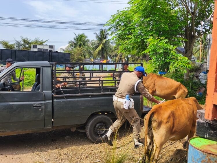 Petugas Satpol PP dan WH Aceh Besar menangkap ternak sapi yang berkeliaran di Jalan Sukarno Hatta, Kecamatan Ingin Jaya, Kabupaten Aceh Besar, Rabu (29/4/2026). Foto: MC Ach Besar