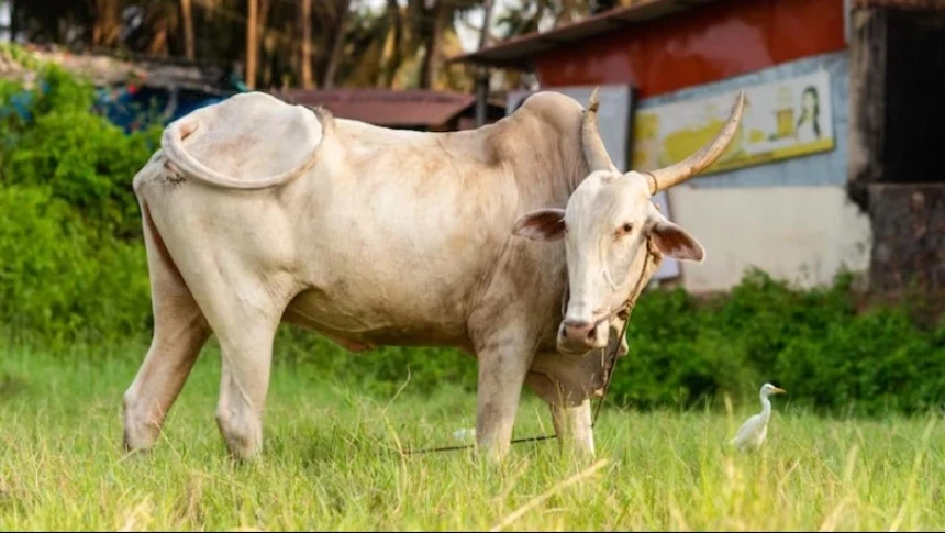 Ukuran Seseorang Disebut Mampu dalam Berkurban. (Foto: NU Online/Freepik) Ukuran Seseorang Disebut Mampu dalam Berkurban. (Foto: NU Online/Freepik)