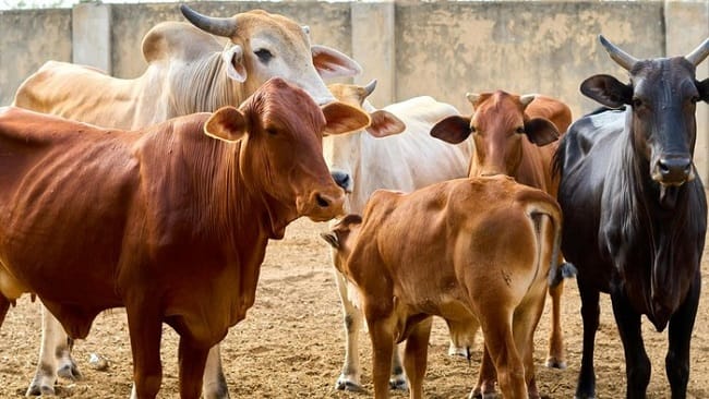 Sapi sebagai hewan kurban (Foto: mhd_photos/Pexels)