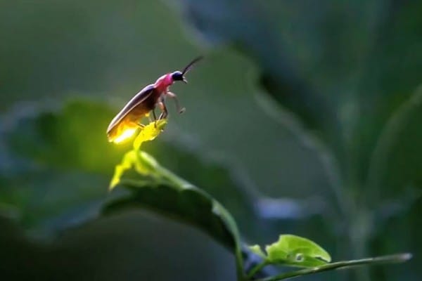 Kunang-kunang. Foto: Istimewa