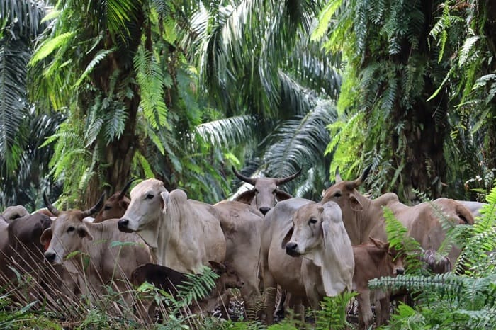Kemenko Pangan Dorong Integrasi Sapi-Sawit untuk Kurangi Impor Daging dan Susu