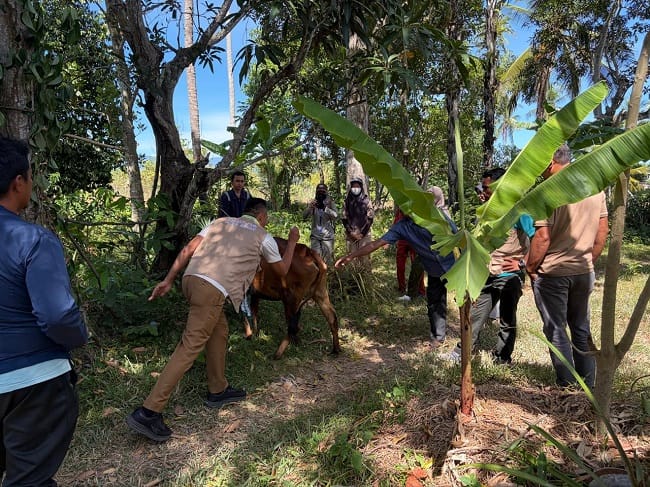 Kabid Peternakan dan Kesehatan Hewan, Dinas Pertanian Aceh Besar, Uzir SPt MSi, di dampingi Koordinator Puskeswan Bukloh, mahasiswa koas Fakultas Kedokteran Hewan USK, melakukan vaksinasi terhadap ternak sapi milik warga, di Kecamatan Ingin Jaya, Kabupaten Aceh Besar, Selasa (28/7/2026). FOTO/ MC ACEH BESAR