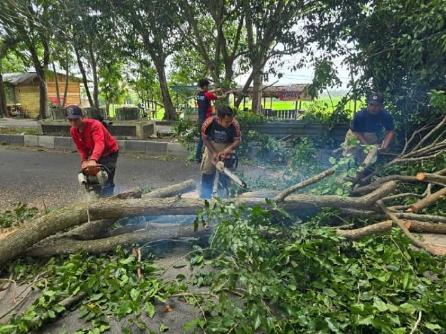 Petugas BPBD Aceh Besar melakukan pembersihan dahan pohon tumbang di kawasan Kecamatan Blang Bintang Aceh Besar, Jumat (7/8/2026). FOTO/ DOK MC ACEH BESAR