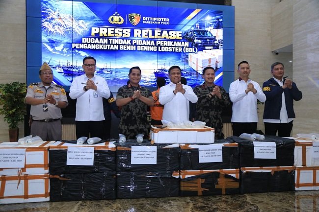 Bareskrim Polri membongkar penyelundupan benih lobster berjumlah 73 ribu ekor, Senin, (19/10/2026) Bareskrim Polri membongkar penyelundupan benih lobster berjumlah 73 ribu ekor, Senin, (19/10/2026)