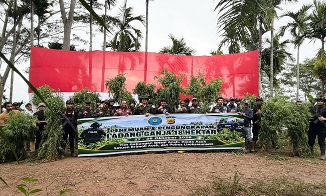 Petugas gabungan Polda Aceh, BNNP Aceh, dan Polres Lhokseumawe mengungkap ladang ganja seluas sekitar 18 hektare di Kecamatan Sawang, Kabupaten Aceh Utara, serta mengamankan empat orang terduga pelaku, Rabu (28/10/2026).